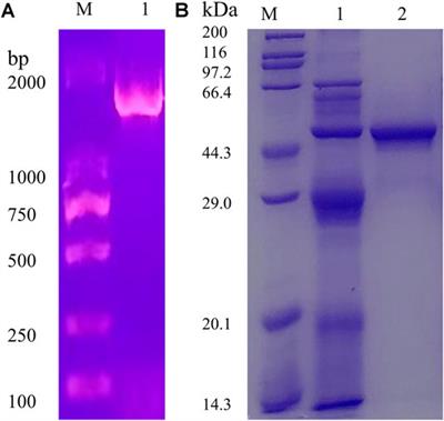 A Novel GH Family 20 β-N-acetylhexosaminidase With Both Chitosanase and Chitinase Activity From Aspergillus oryzae